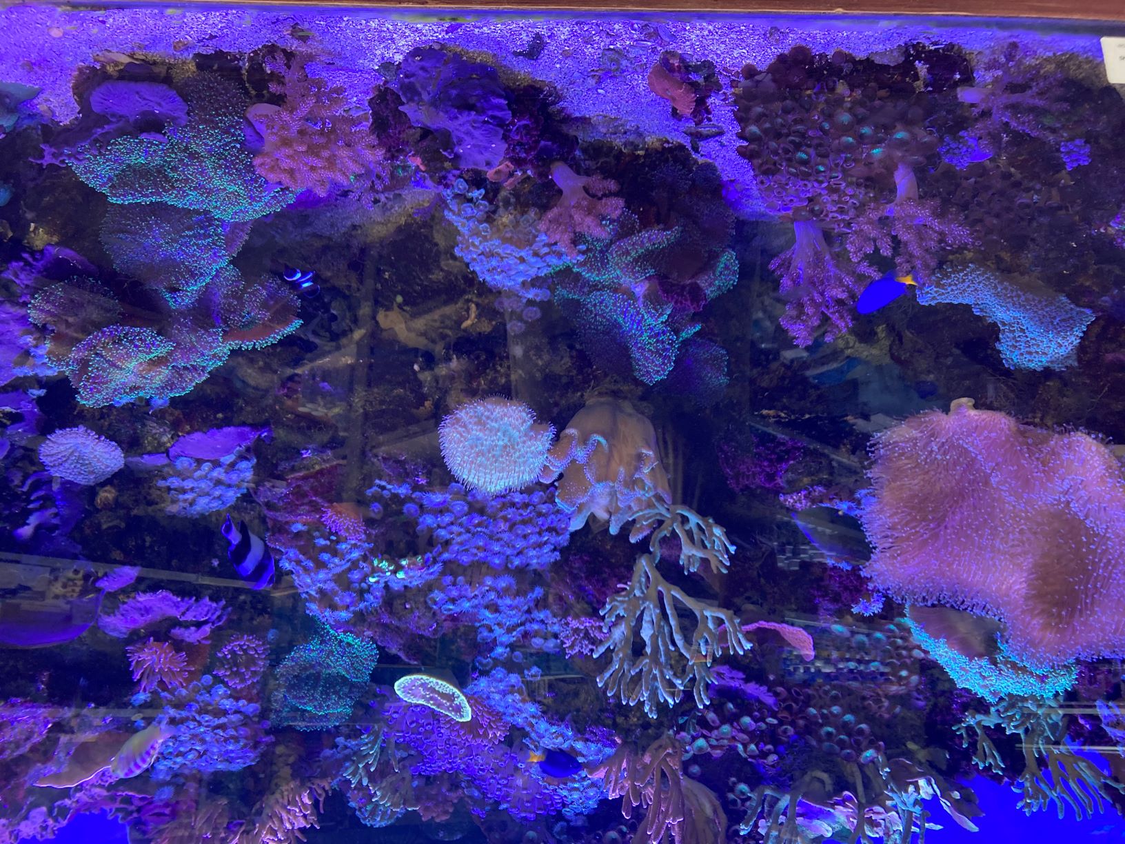Marine fish and Corals