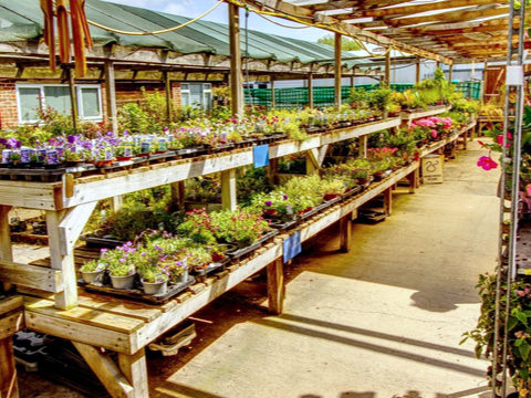 Plants