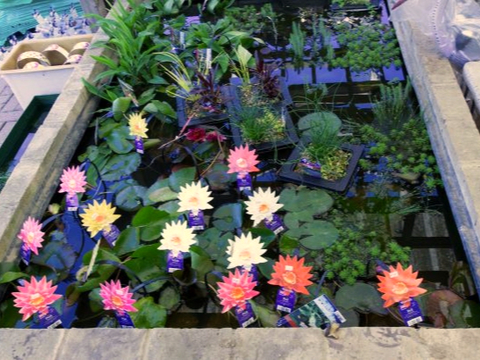 Pond Plants