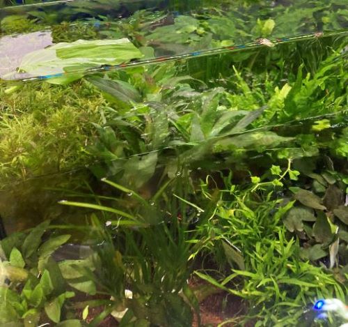 Live Aquarium Plants