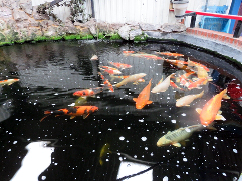 Japanese Koi